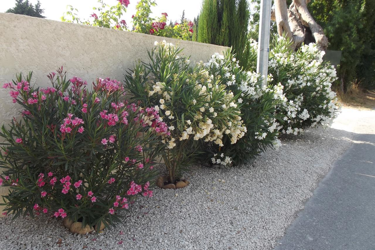 Mas De La Coucourde Bed & Breakfast Paluds de Noves Exterior photo